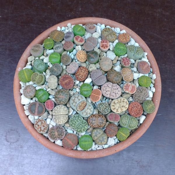 lithops