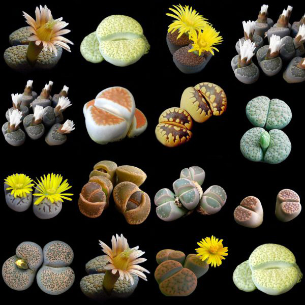 lithops