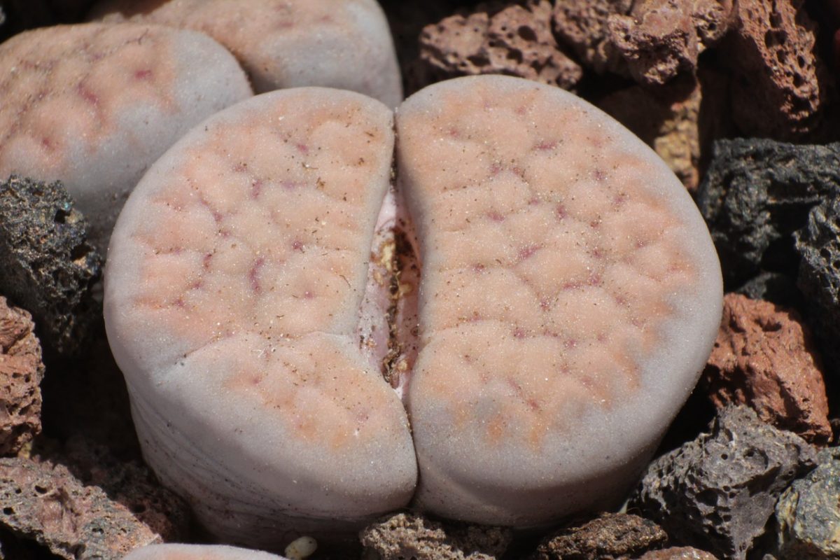 lithops