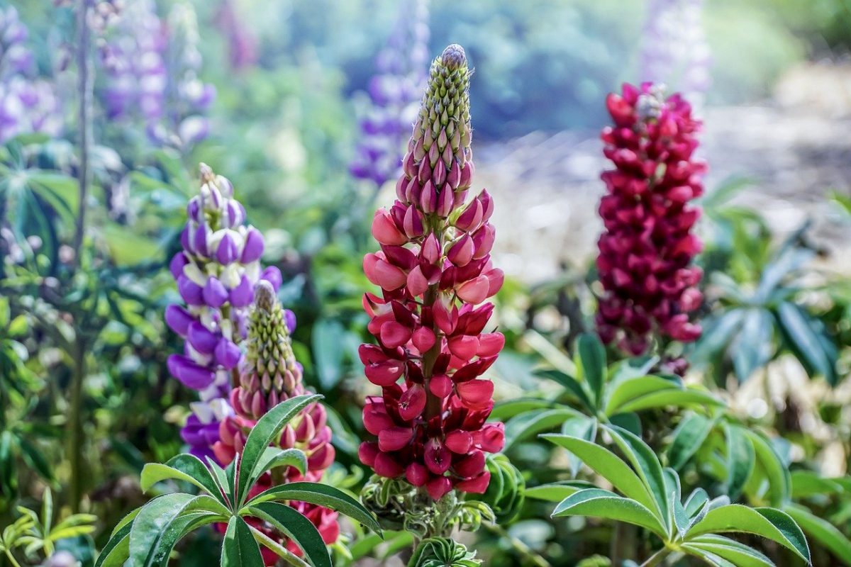 lupine zaaien