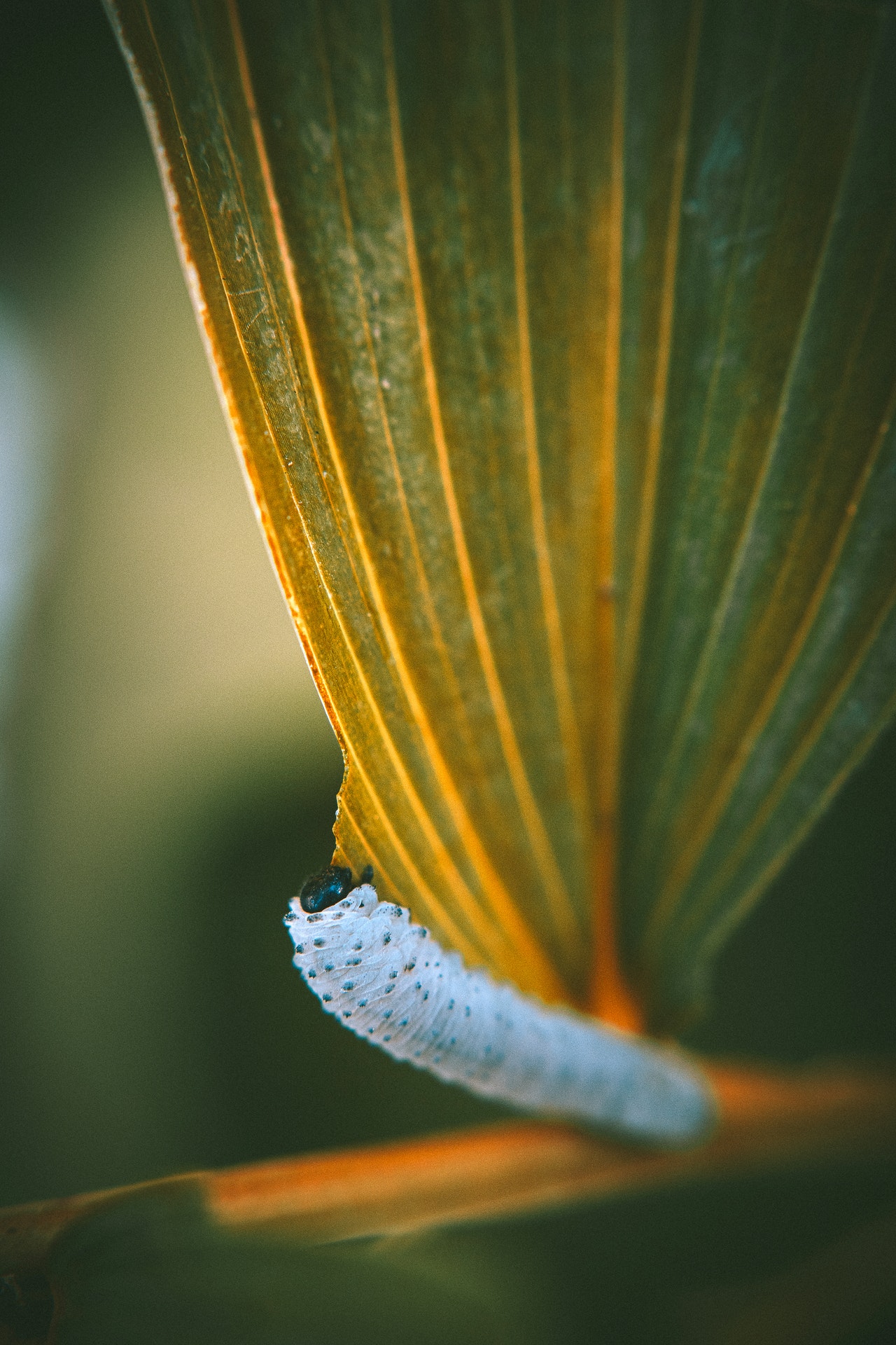 planten communiceren