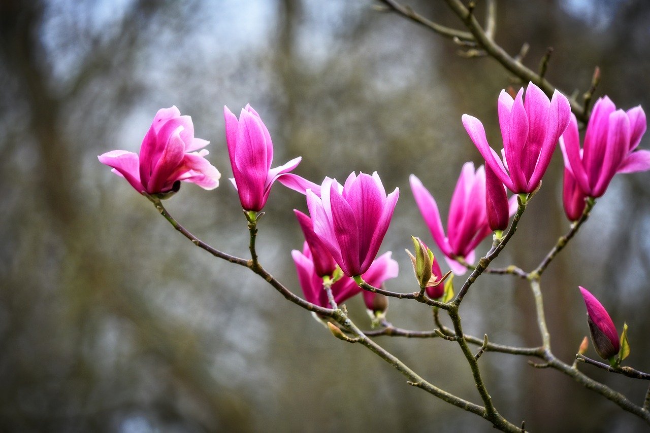 magnolia