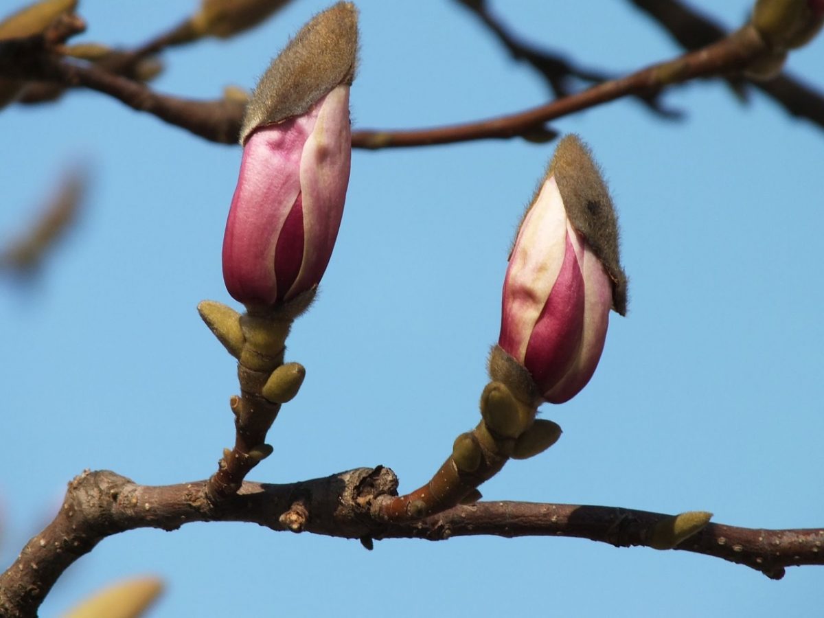 magnolia