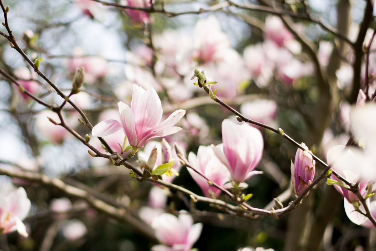 magnolia
