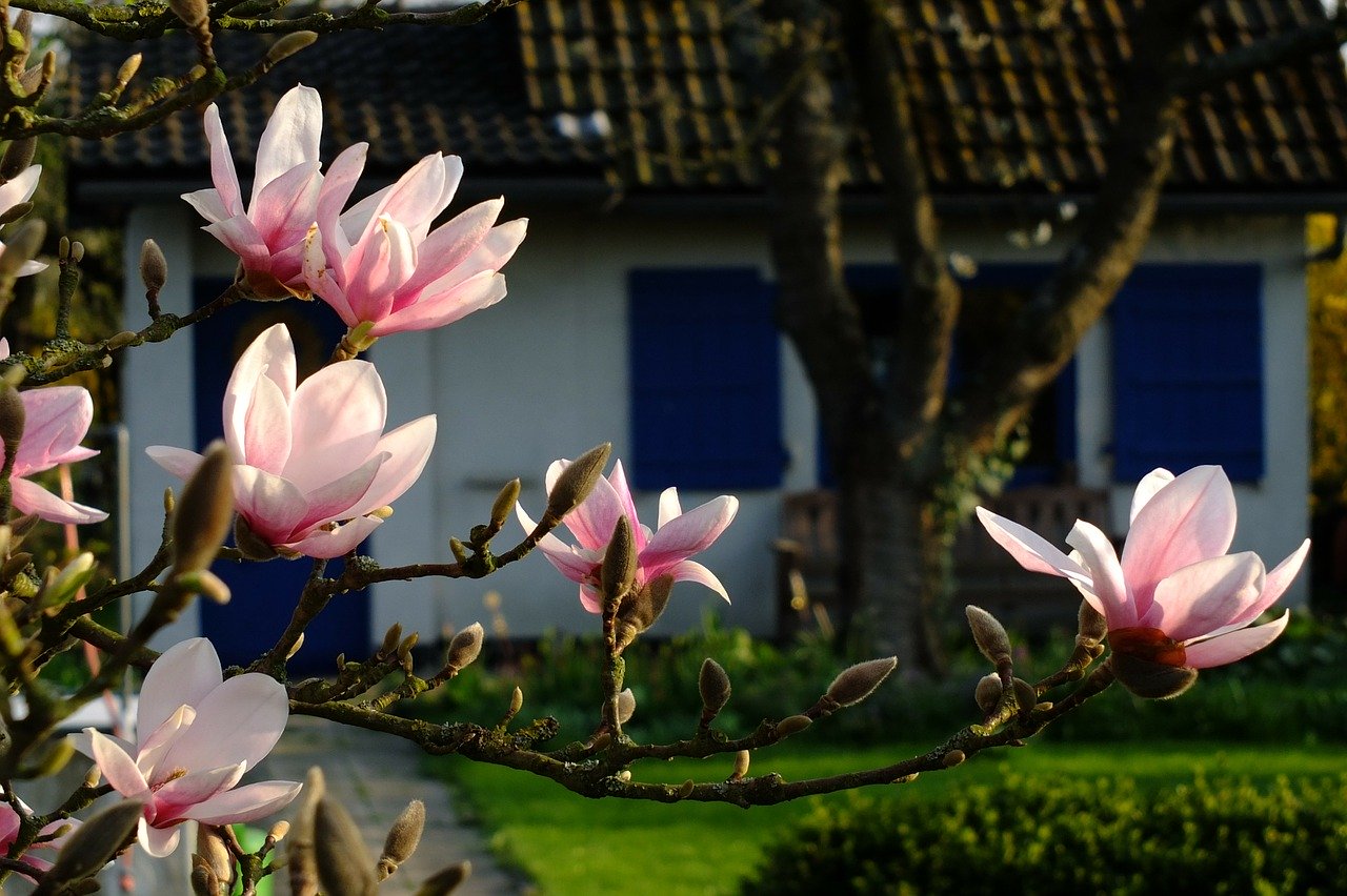 magnolia bloeit