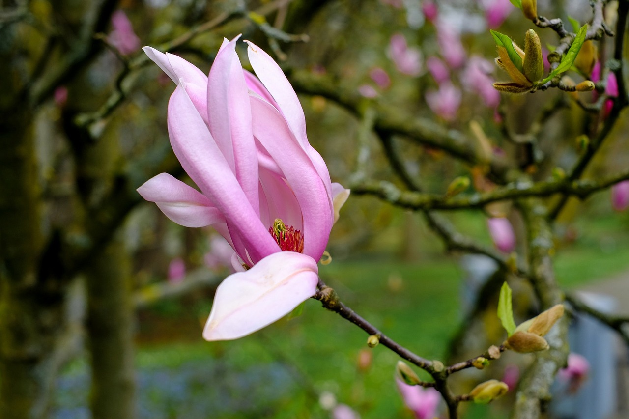 magnolia bloem