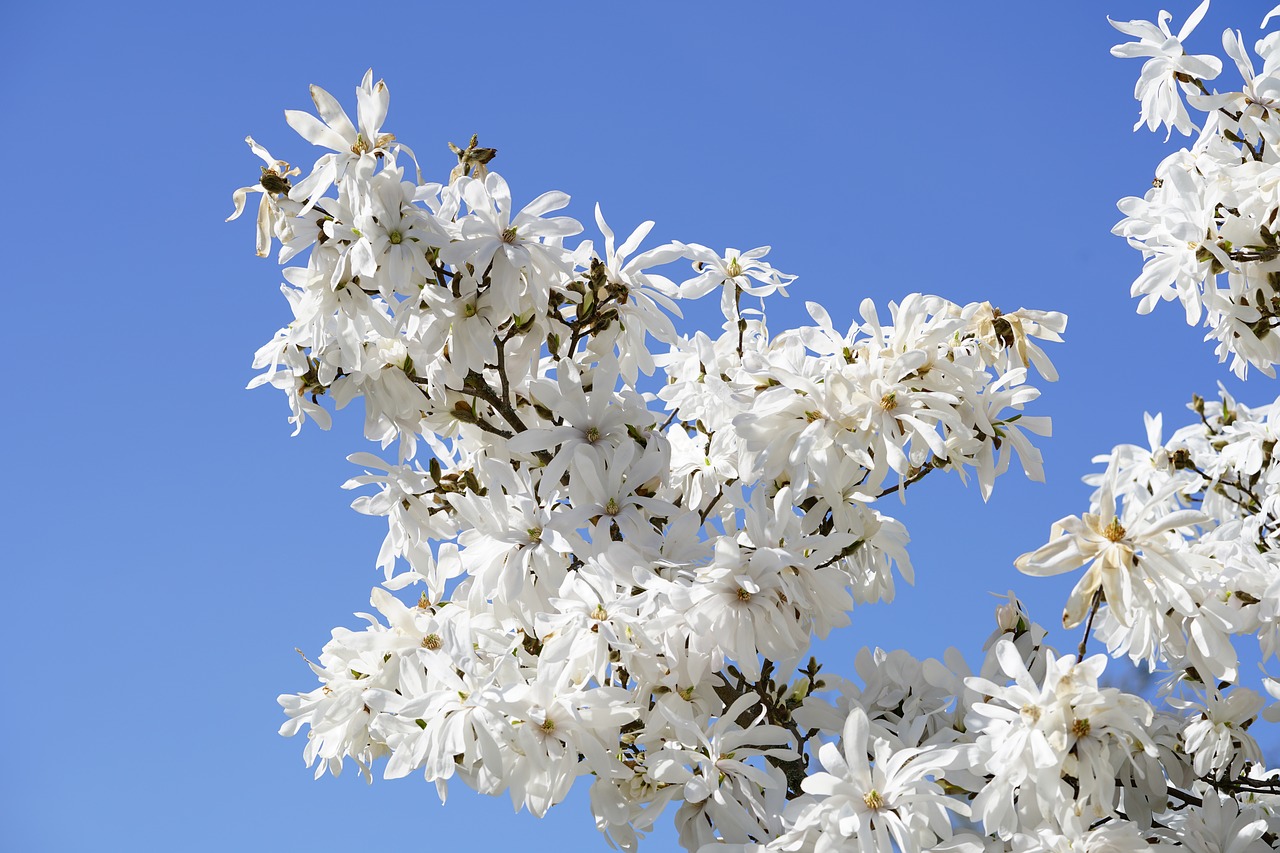 magnolia stellata