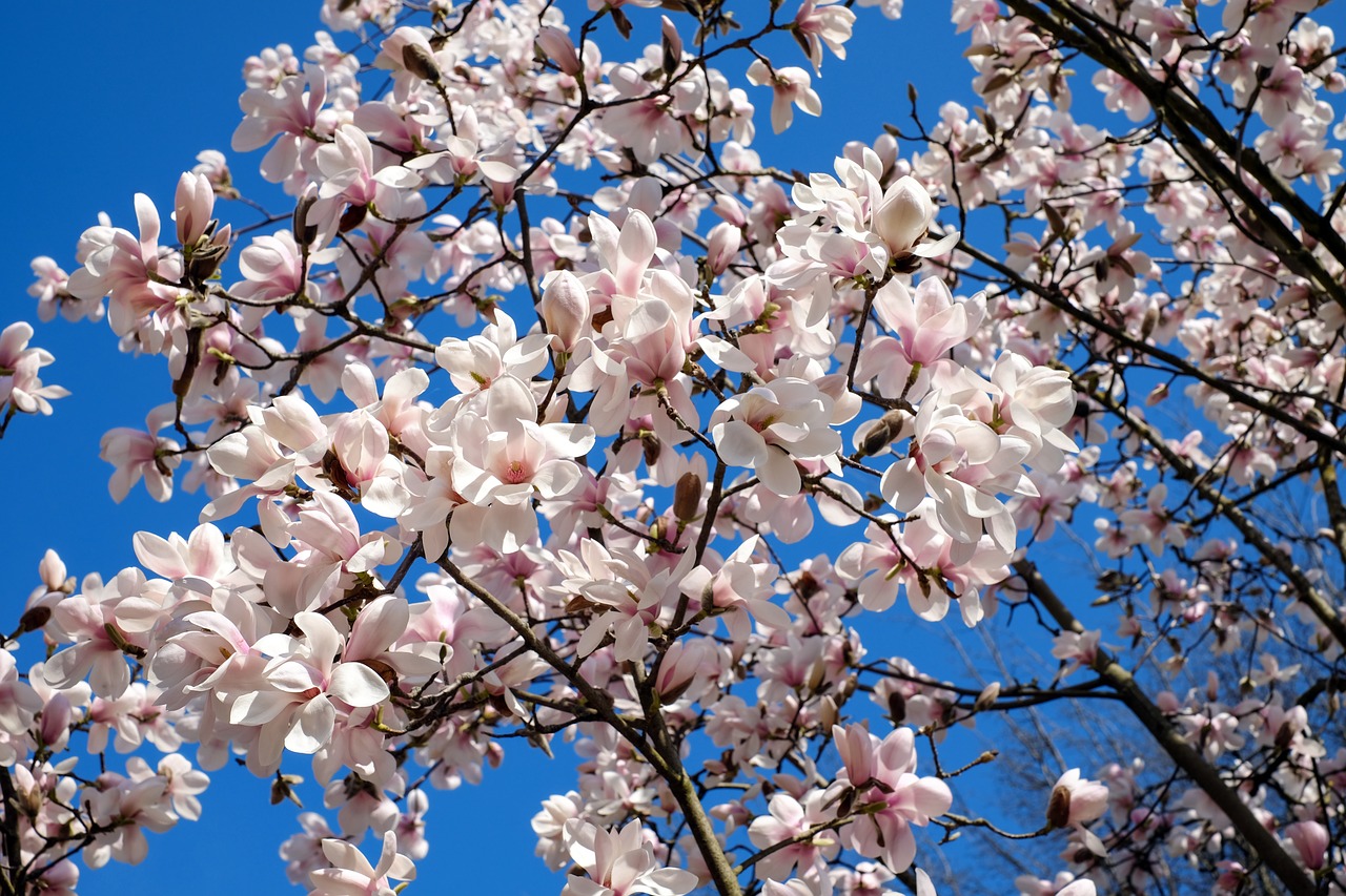 magnoliaboom