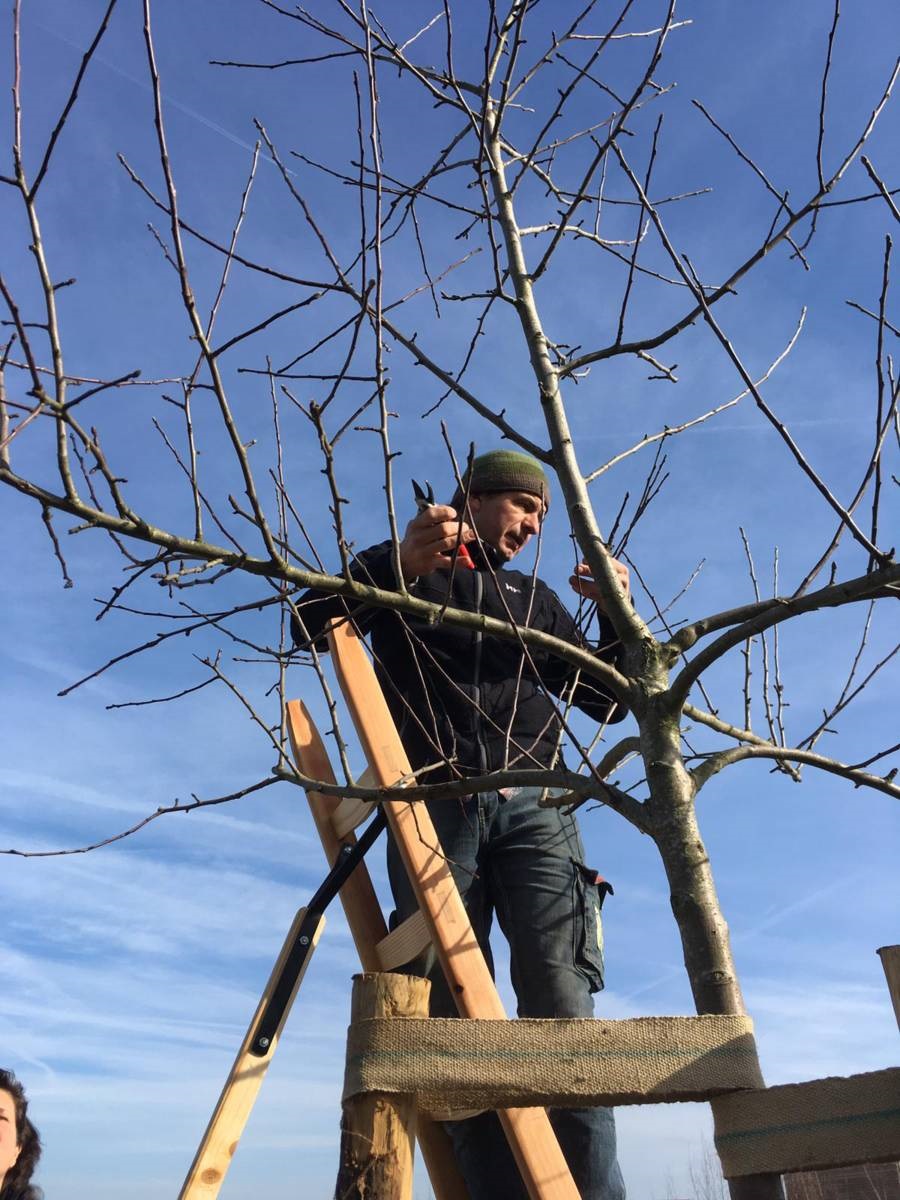 kale fruitboom - snoeien - snoeischaar