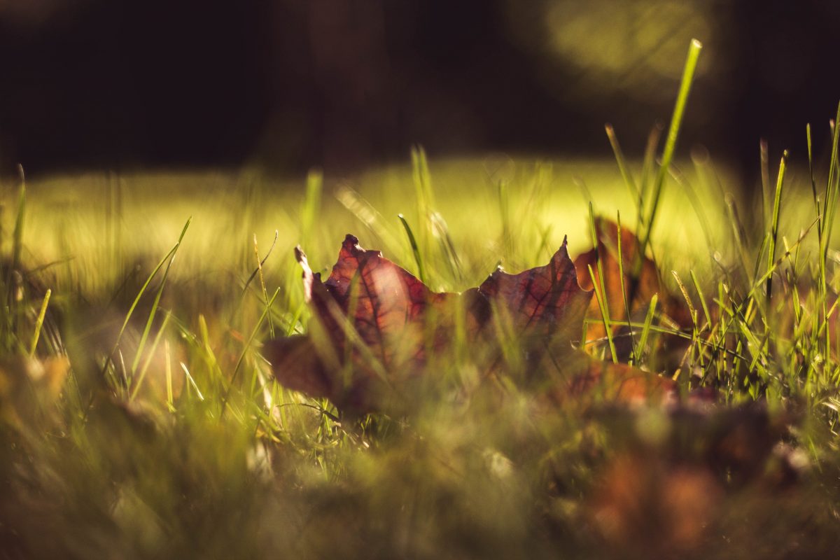 herfsttuin