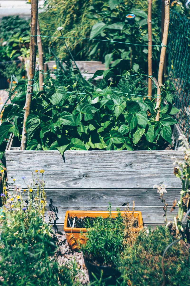 moestuinieren