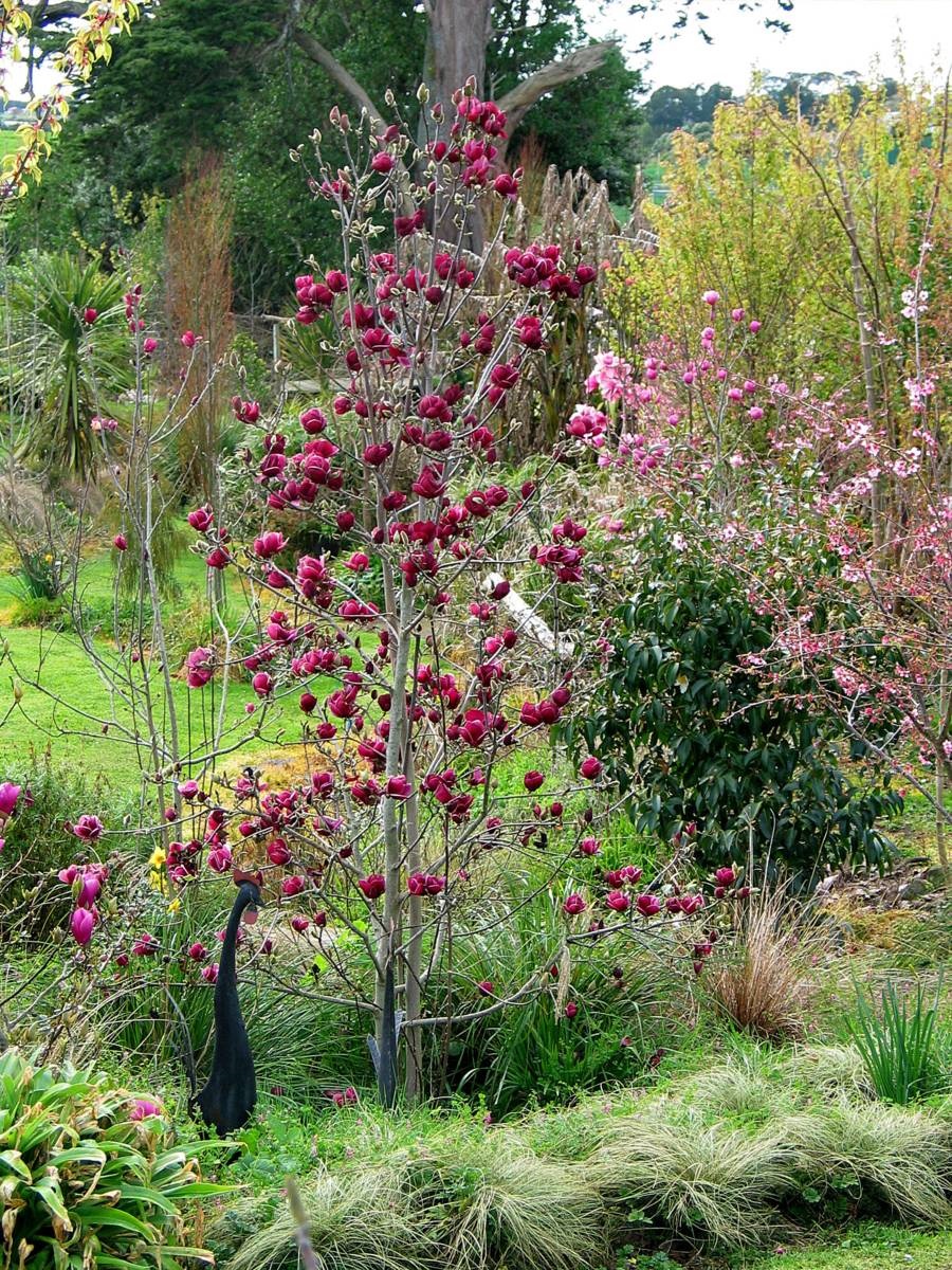 magnolia weetjes - Magnolia 'Genie' - beverboom