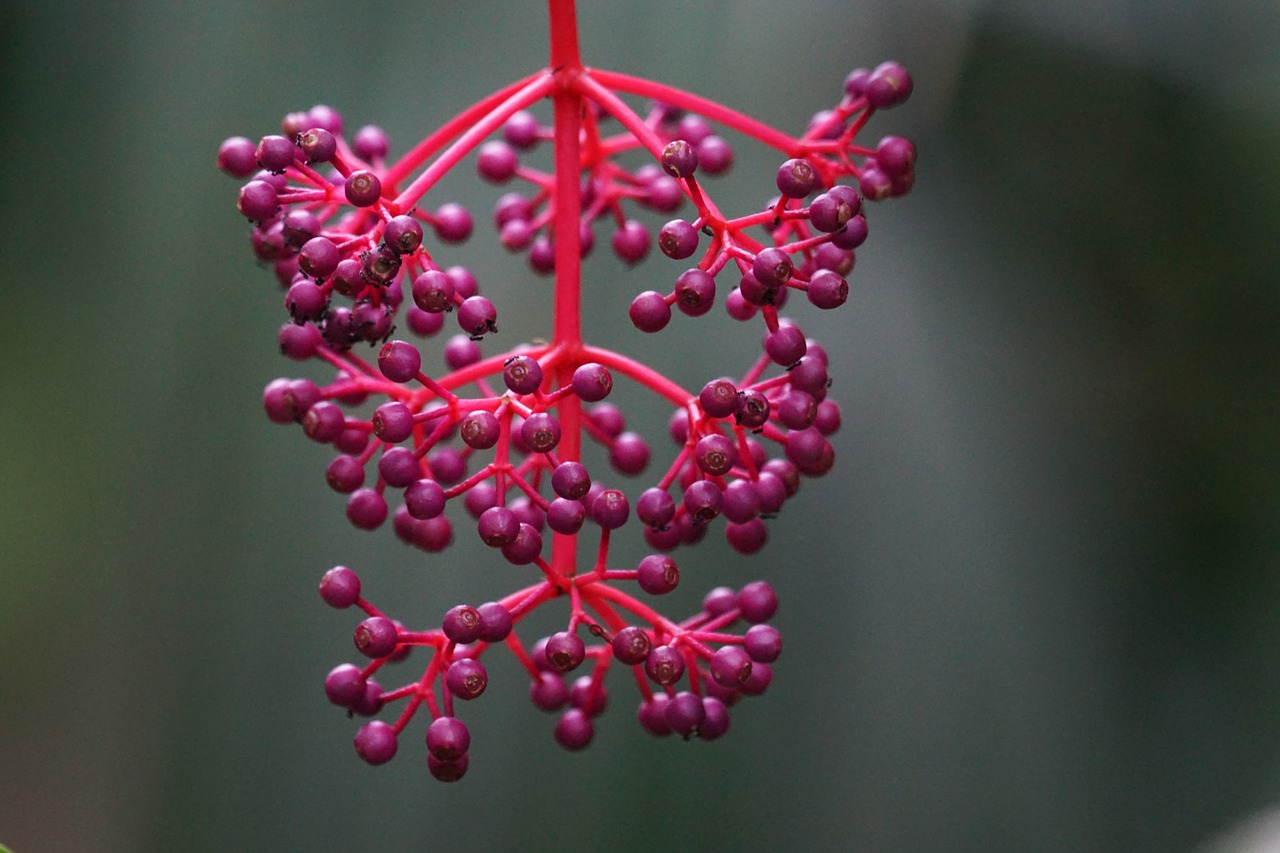 medinilla