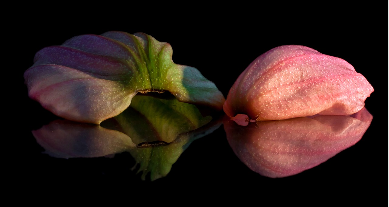 medinilla