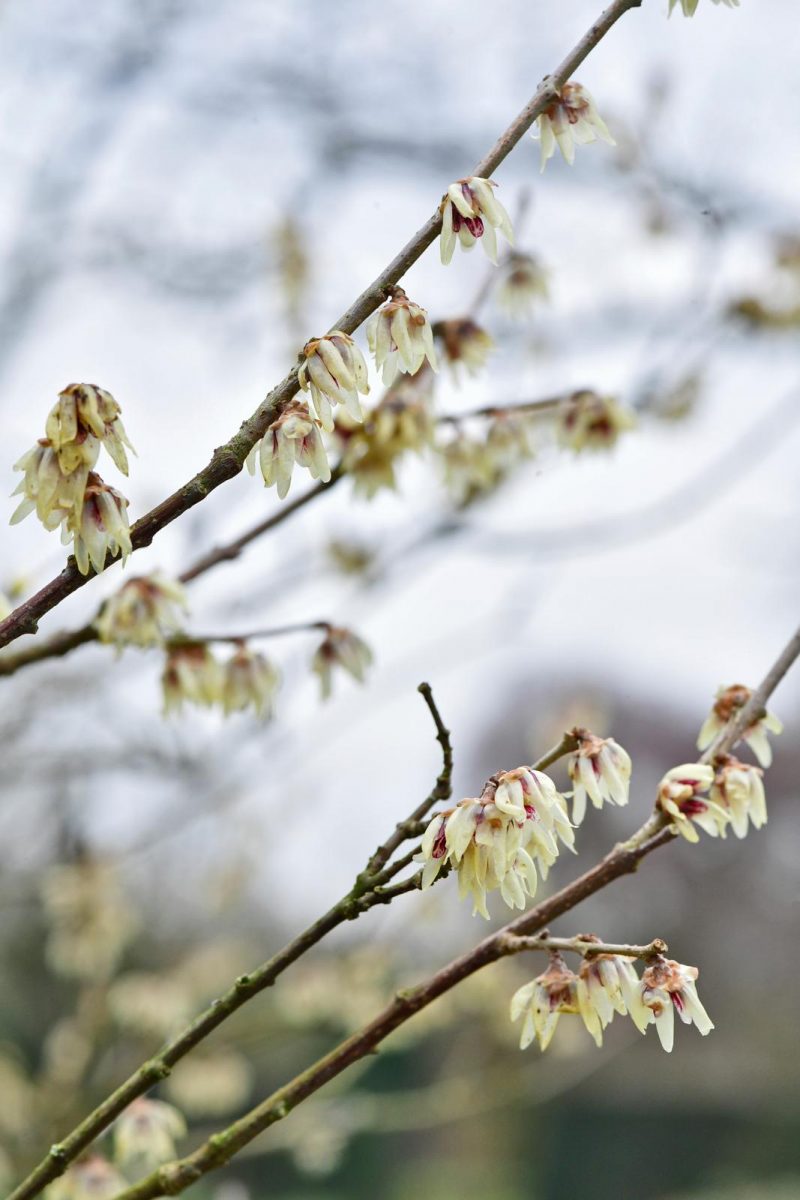 winterbloeiers