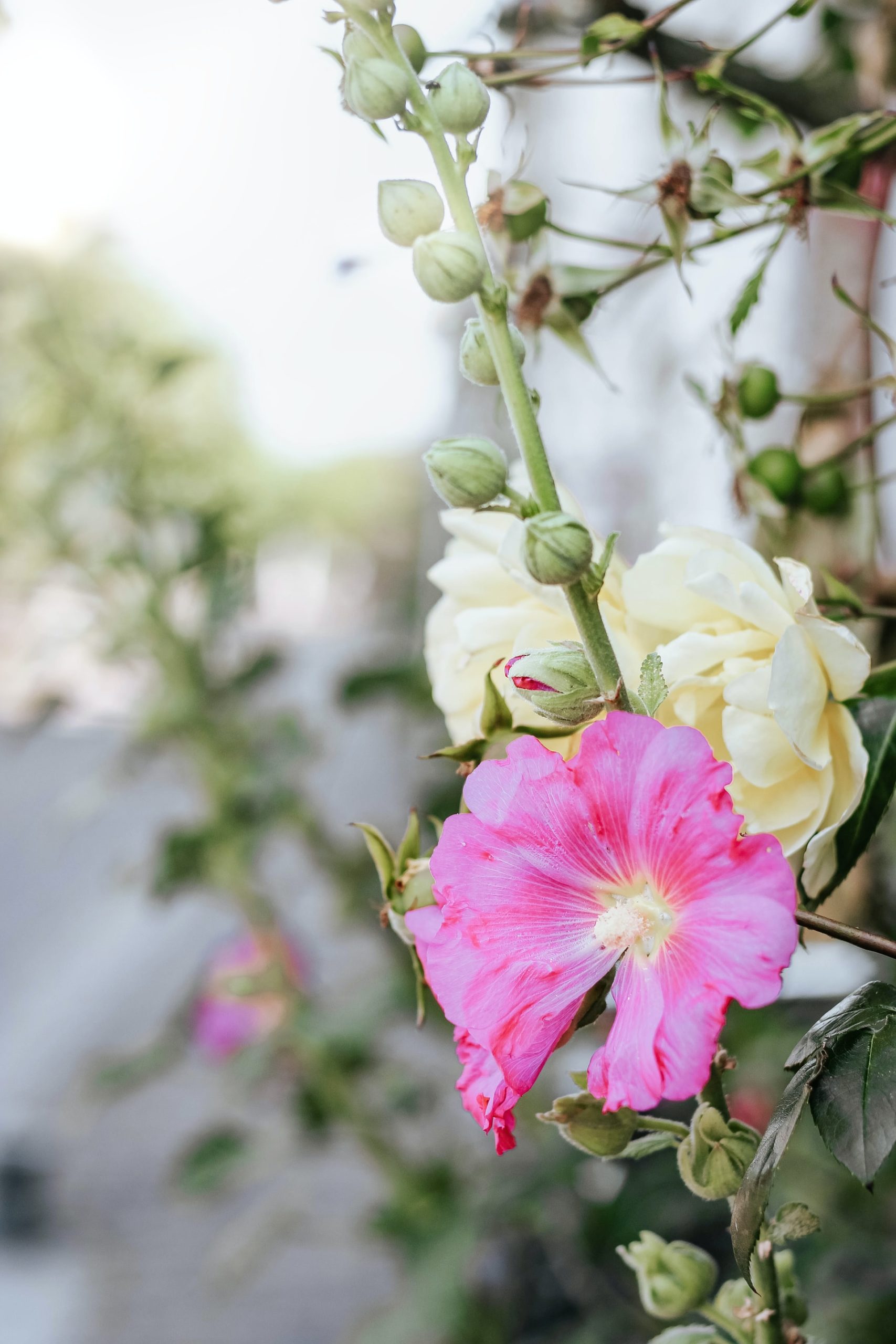 bloementuin