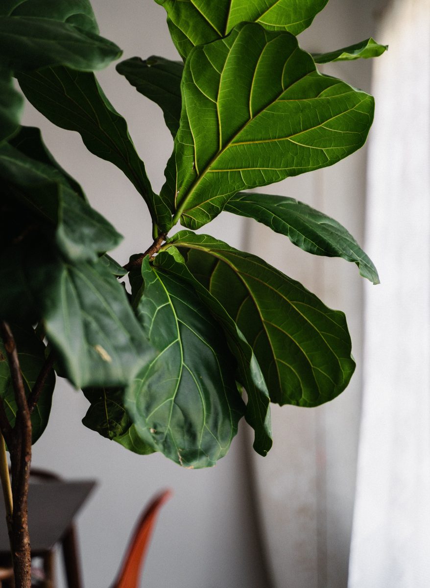 ficus lyrata