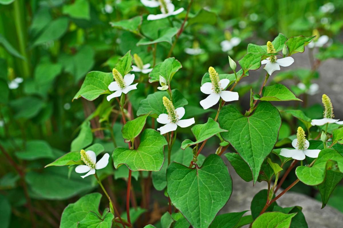 moerasanemoon - tuinplant - Valentijnsdag