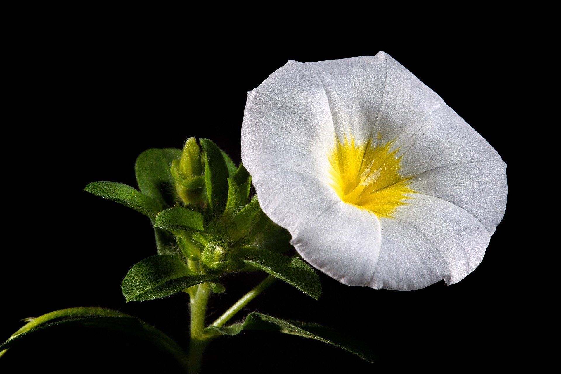 witte winde