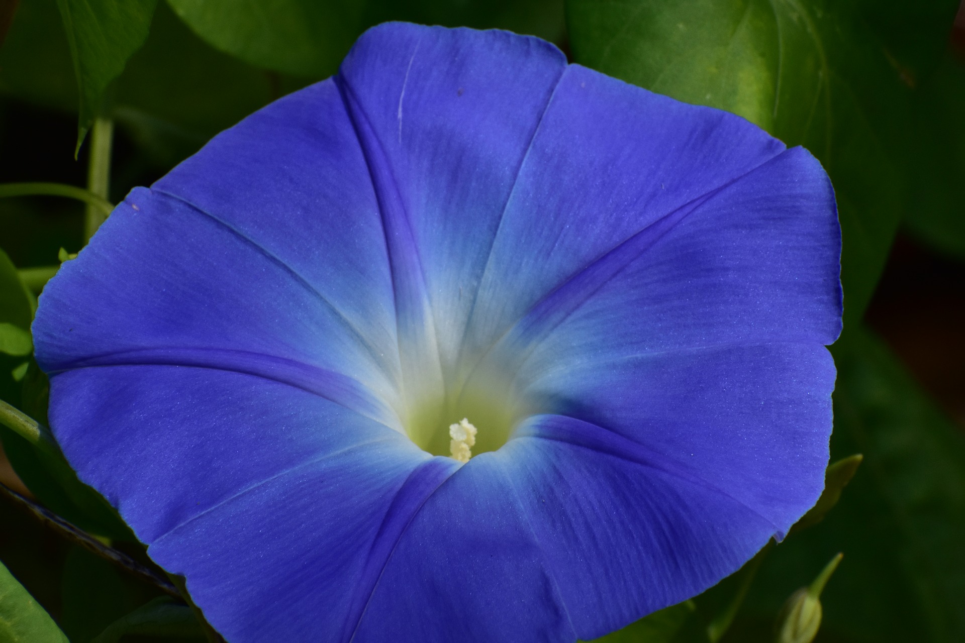 winde