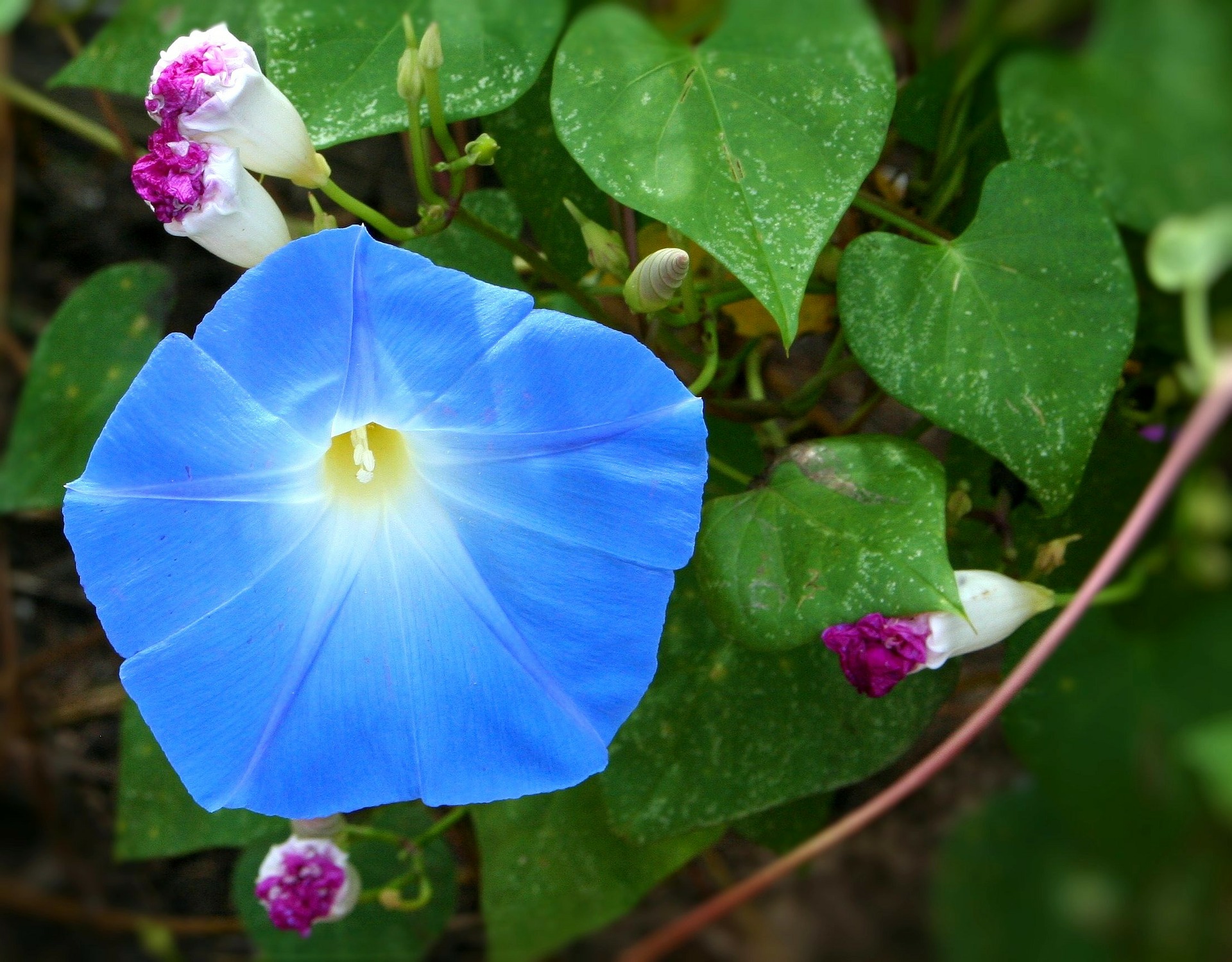 blauwe winde