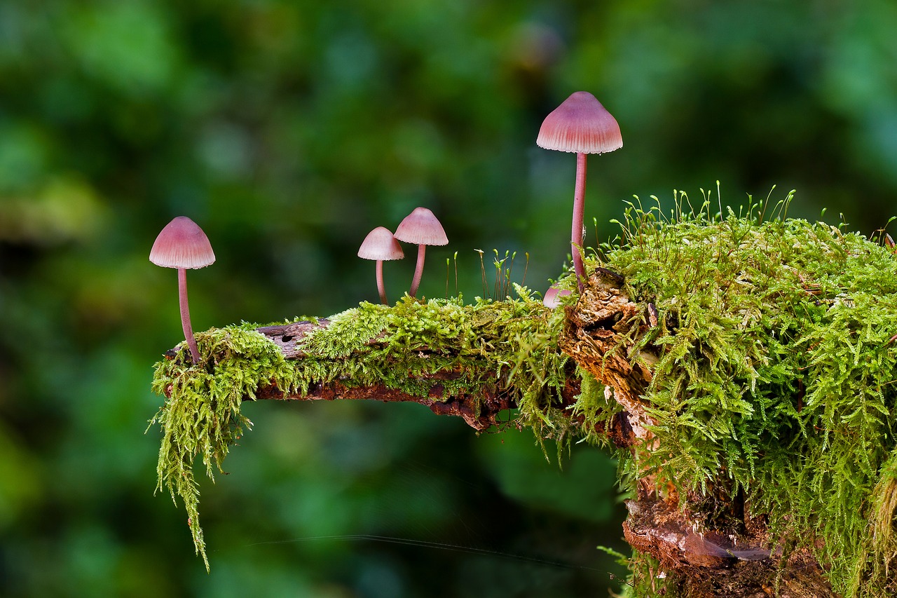 herfstfoto's