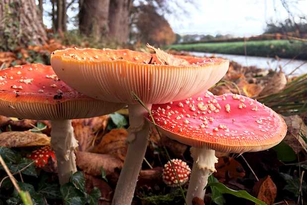 herfstwandelingen