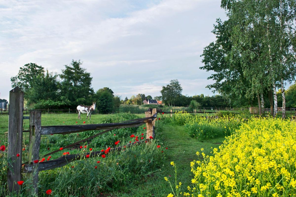 natuurlijke landschapstuin