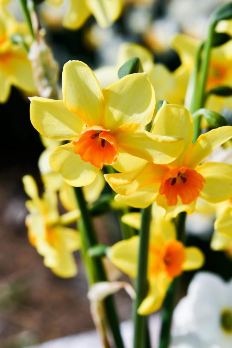 narcis soorten vermeerderen
