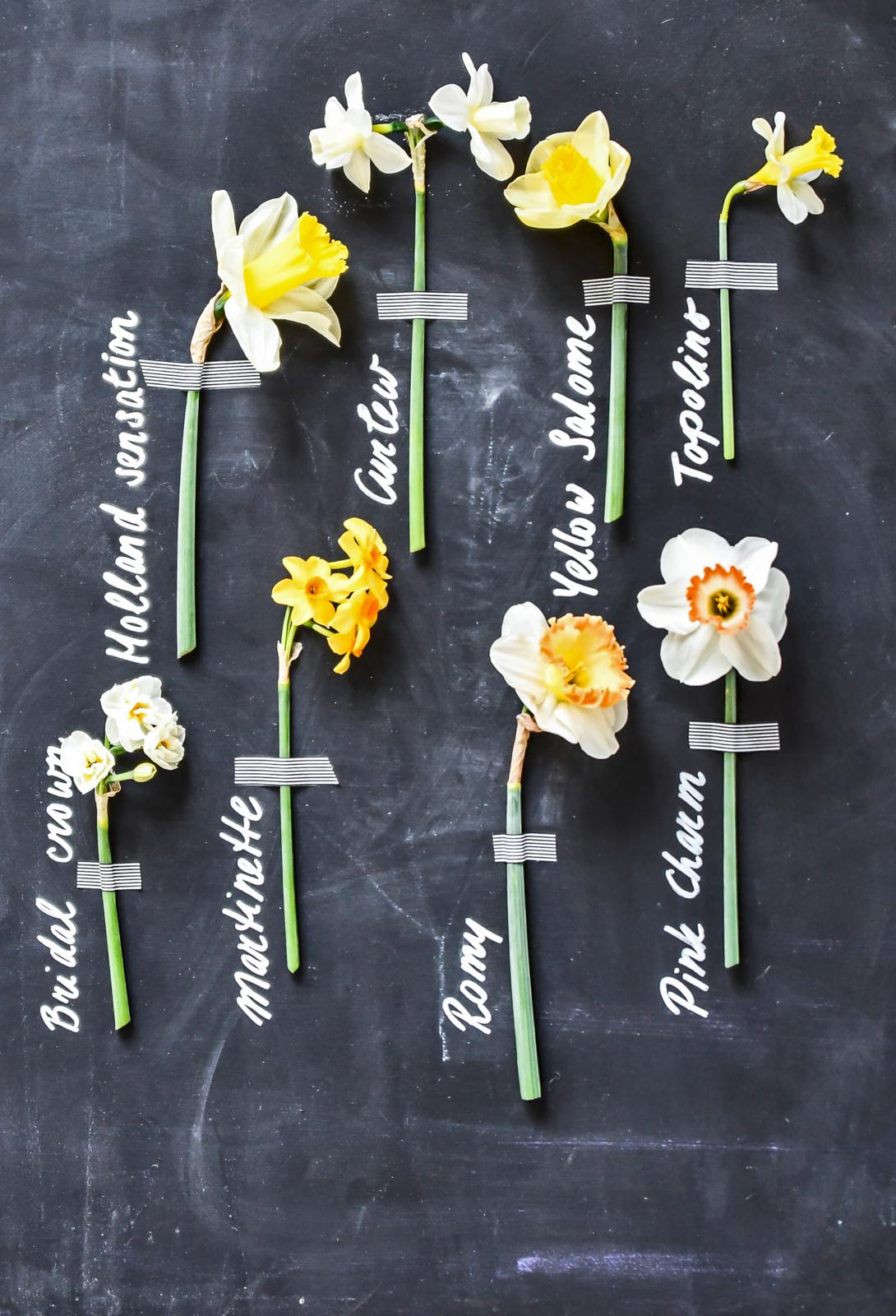 narcis soorten vermeerderen