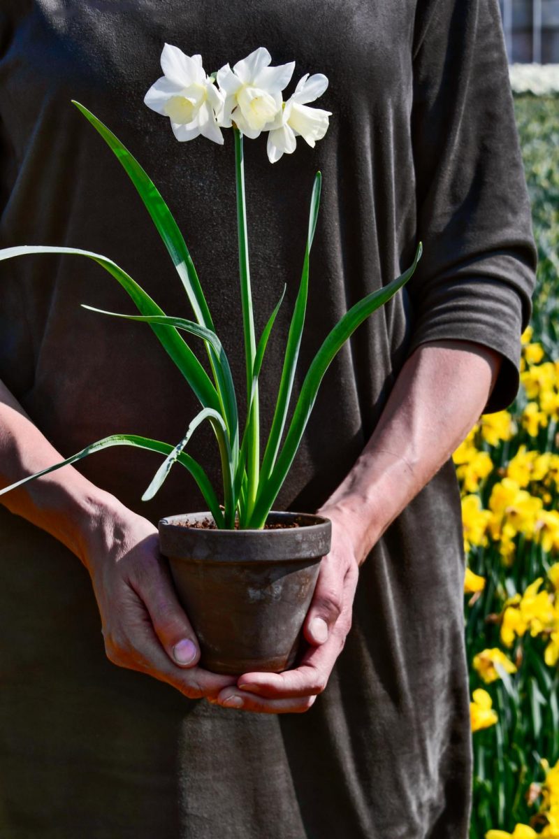 narcis soorten vermeerderen
