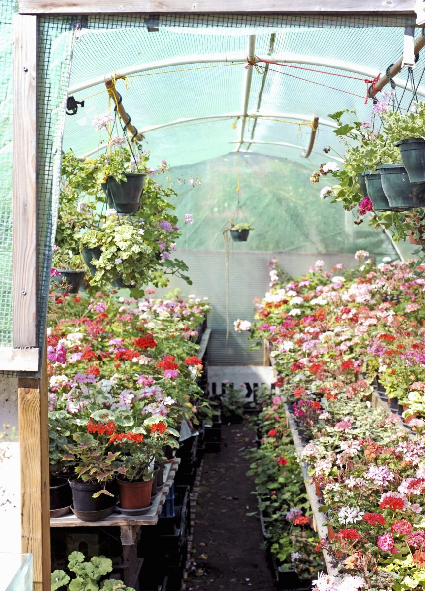 Pelargoniumpakket Seasons