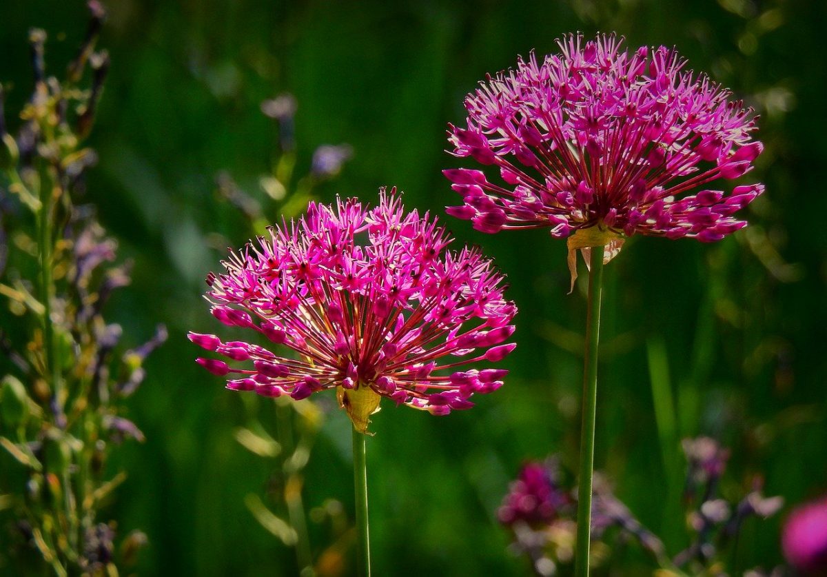 klimaatbestendige planten