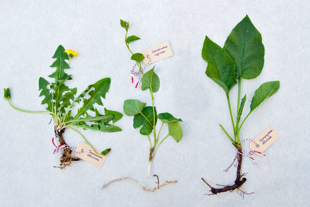 onkruid: paardenbloem, haagwinde, smeerwortel