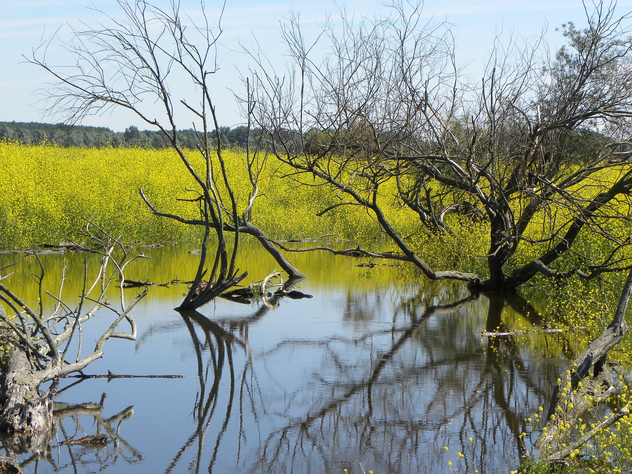 Oostvaardersplassen