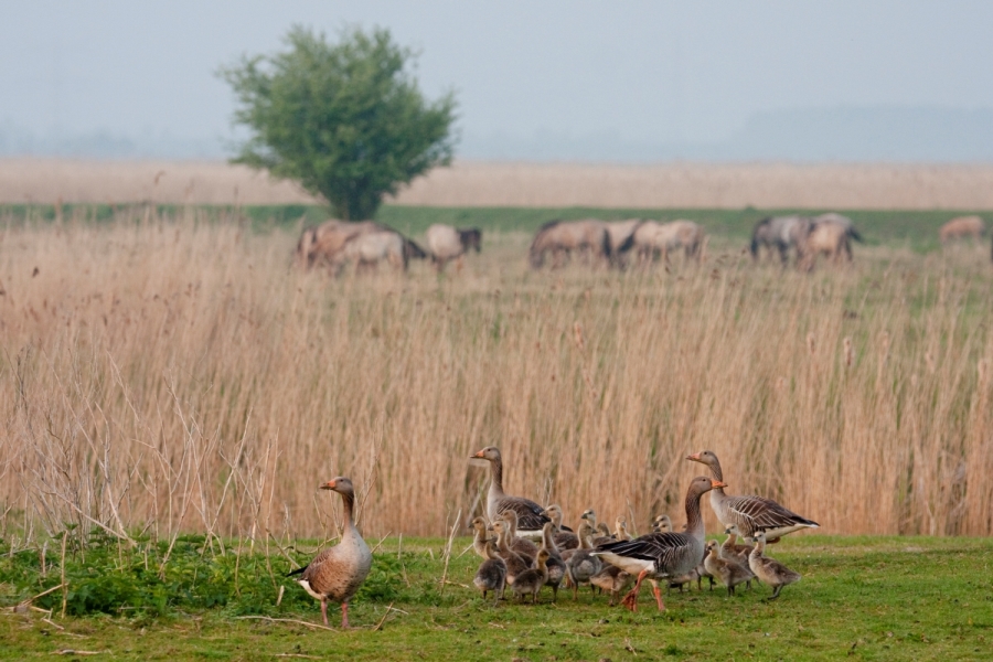 lentewandelingen