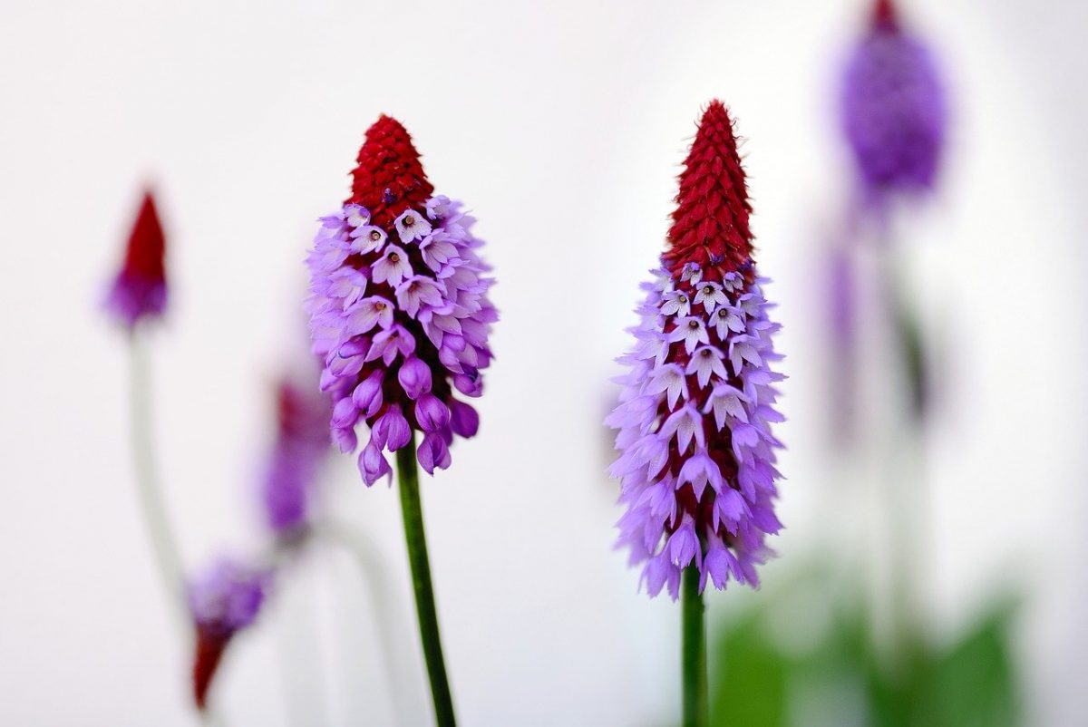 Primula vialii