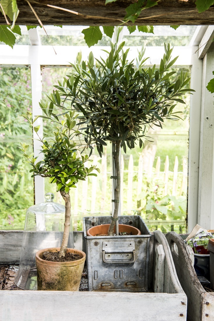 kuipplanten - overwinteren - citrusboompje - olijf - vorstvrij