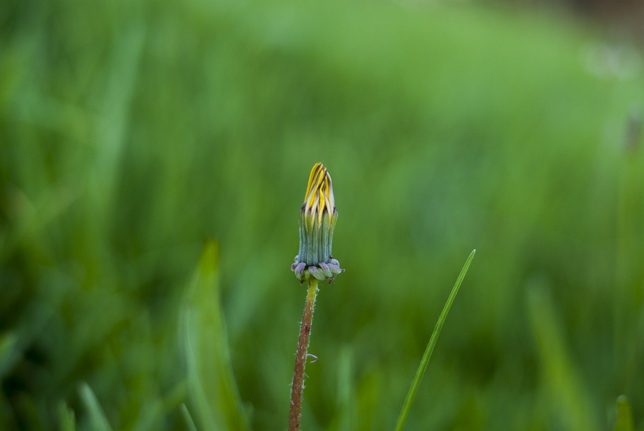 paardenbloem
