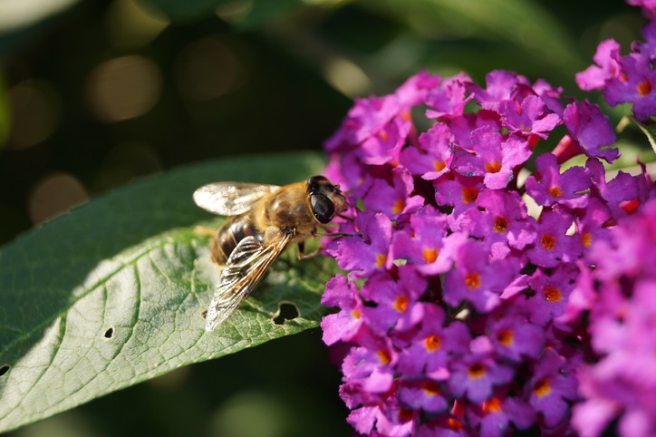 Buddleja davidii - vlinderstruik - bij