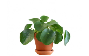 pannekoekplant
