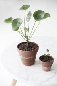 pannenkoekplant