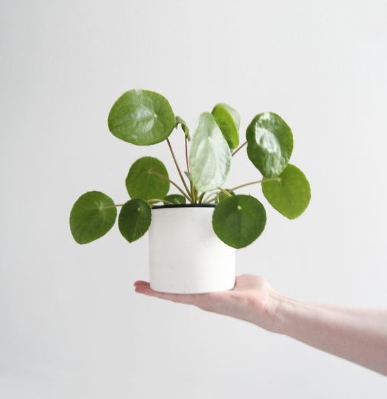 pannenkoekplant