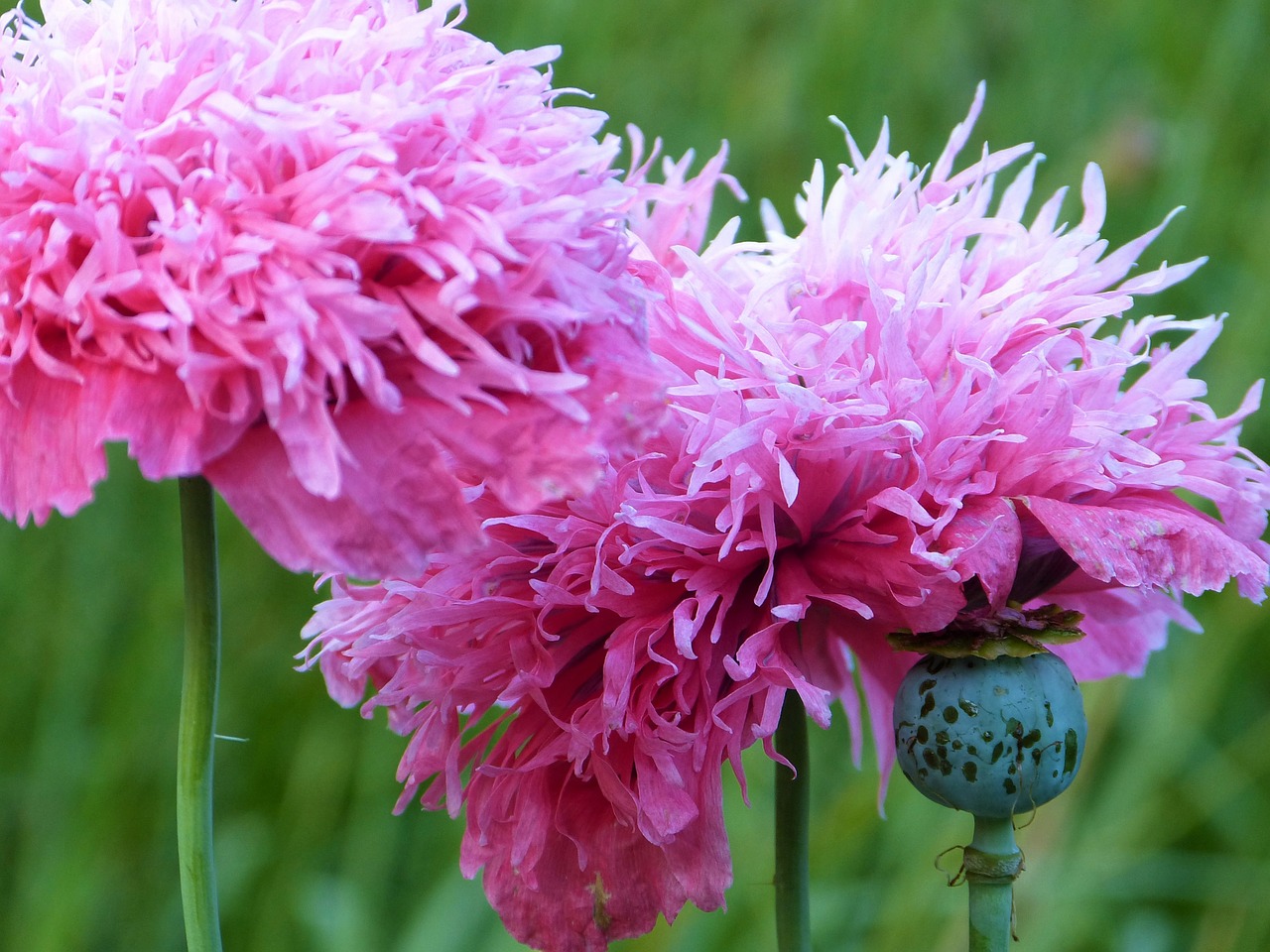 dubbele papaver