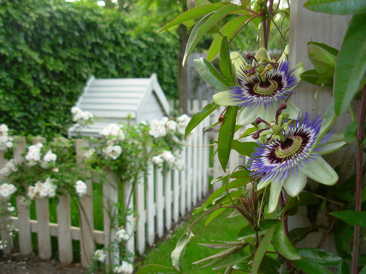 passiebloem
