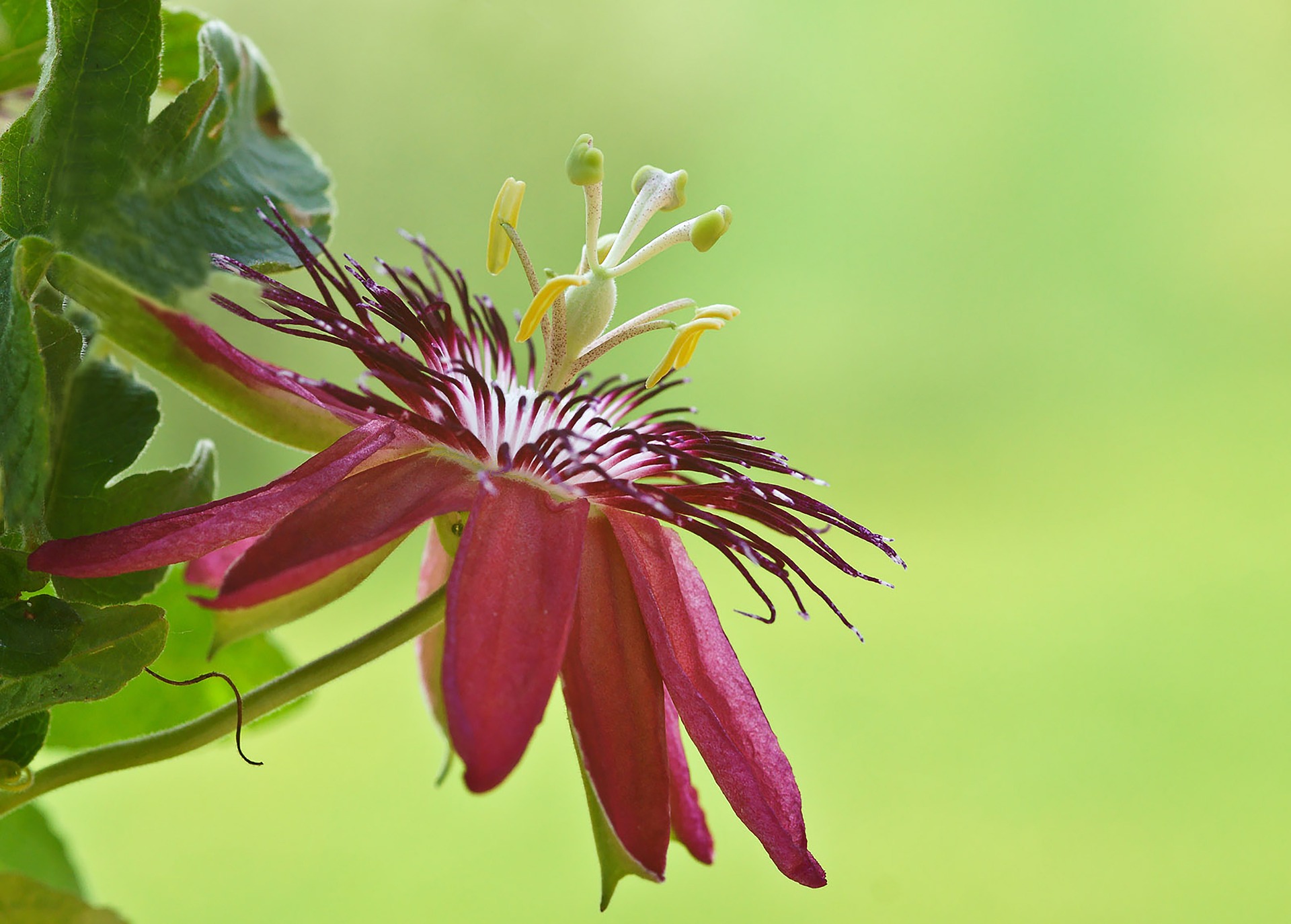 passiflora