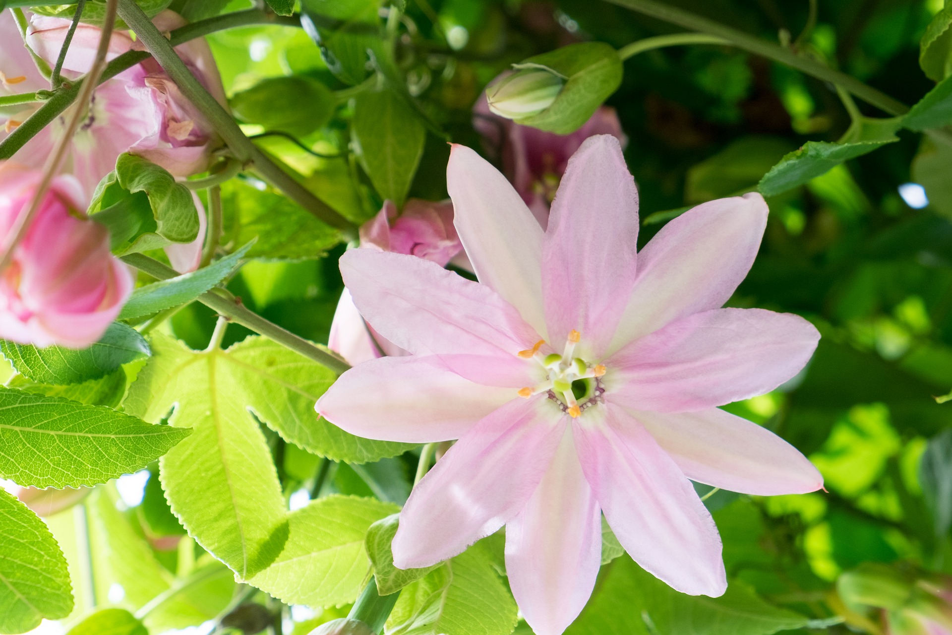 passiflora