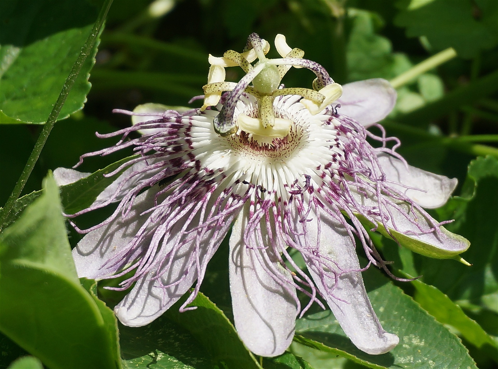 passiflora