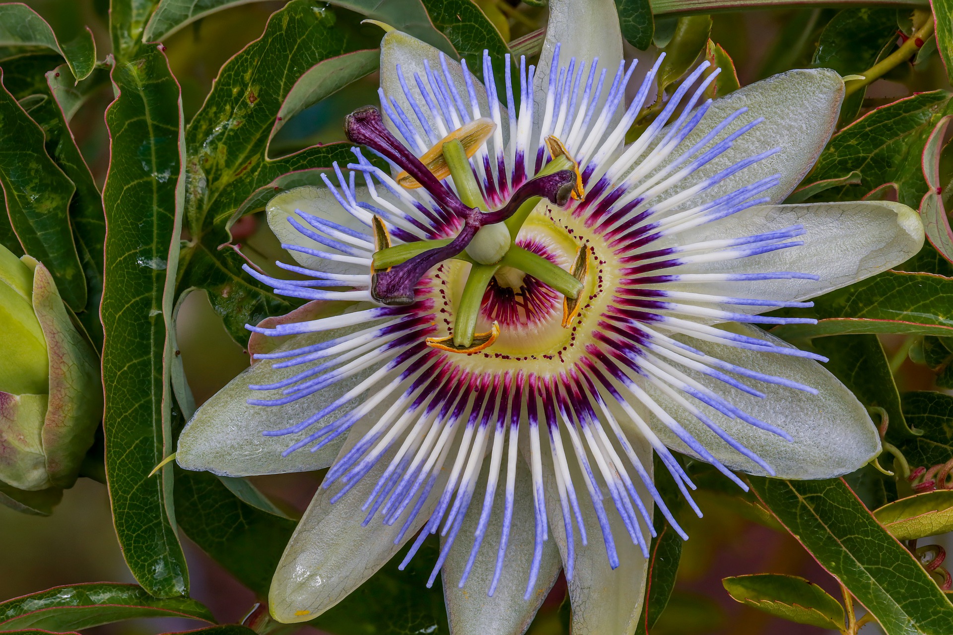 passiflora
