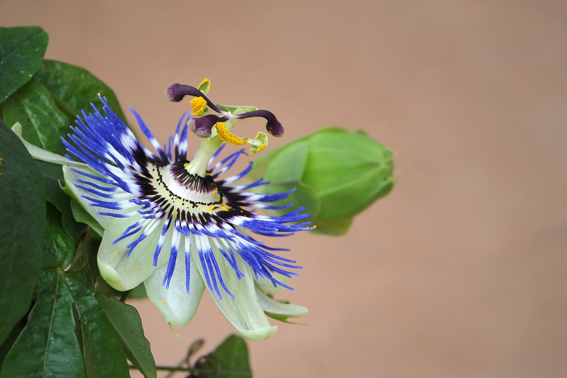 passiflora